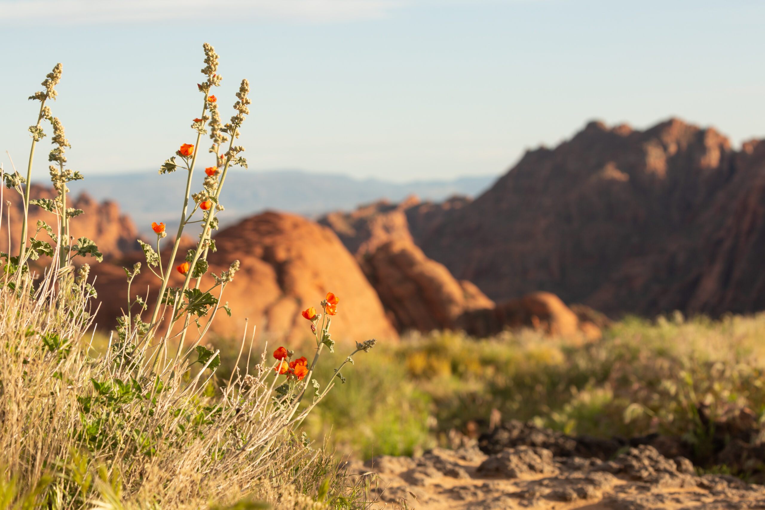 Globe mallow flowers bloom in front of the petrified dunes in Snow Canyon state park in Southern Utah.