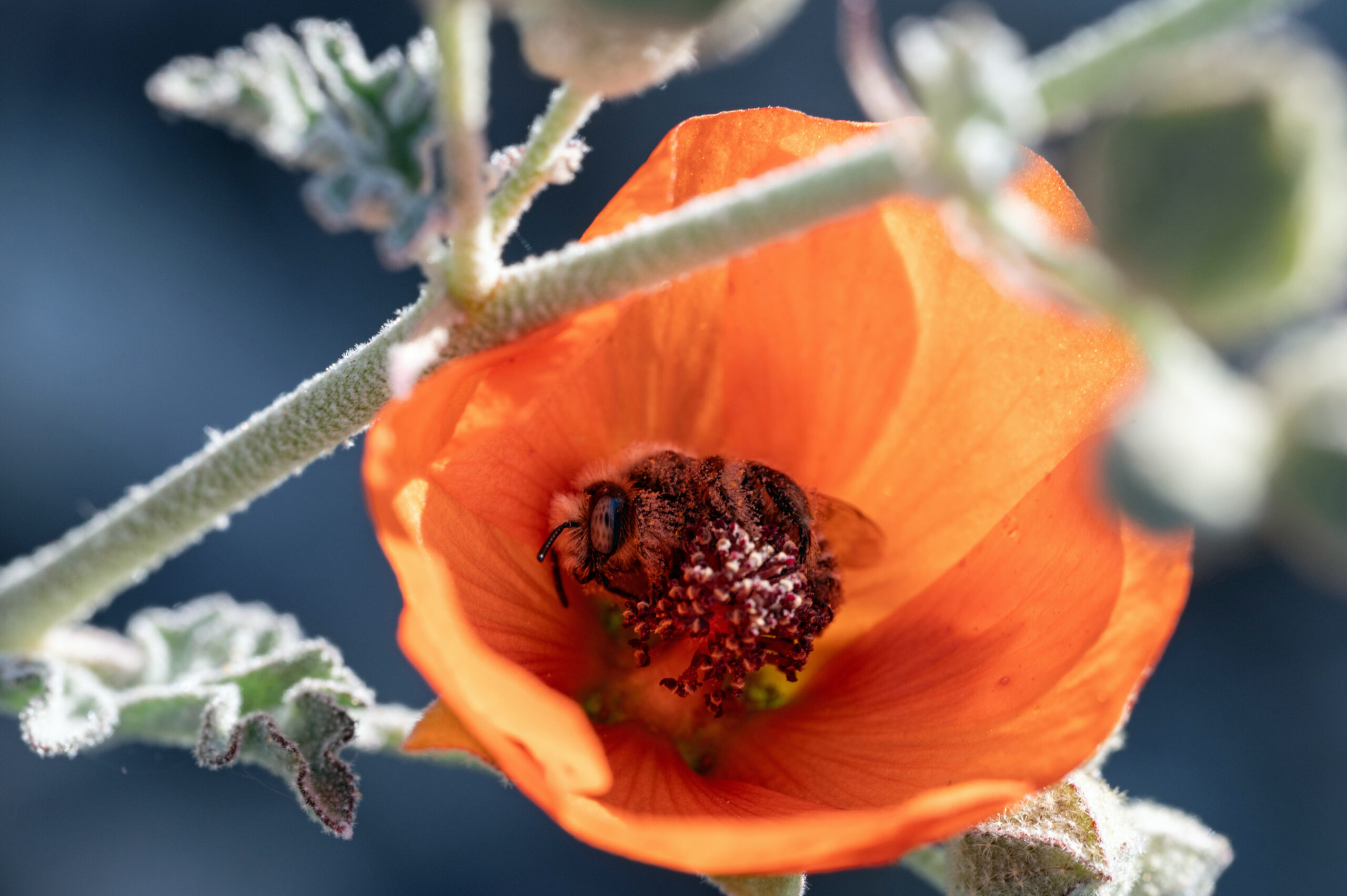 Globe Mallow Bee (Diadasia diminuta) in Desert Globemallow (Sphaeralcea ambigua)